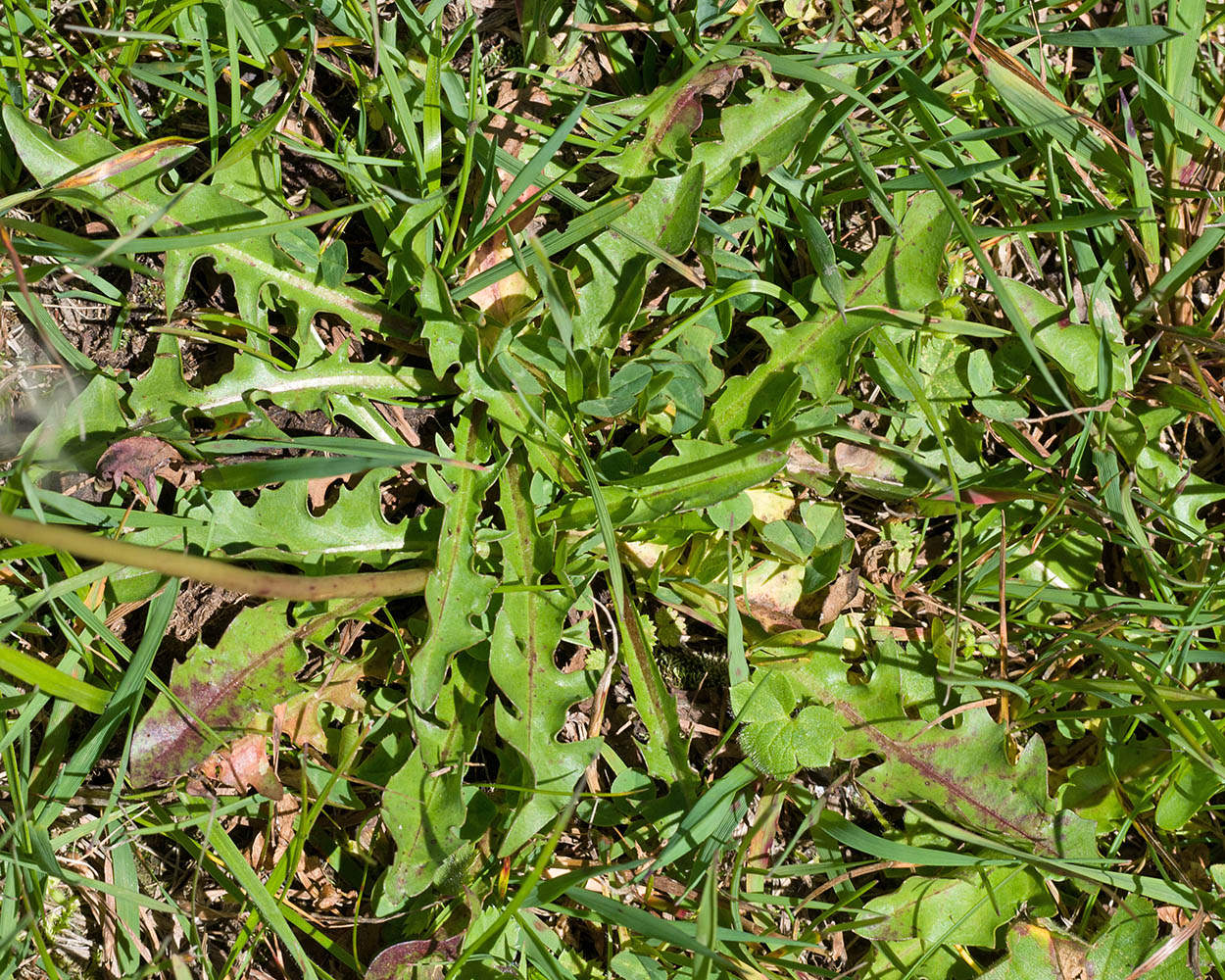 Image of Taraxacum stenocephalum specimen.