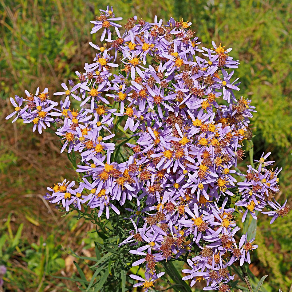 Изображение особи Galatella rossica.