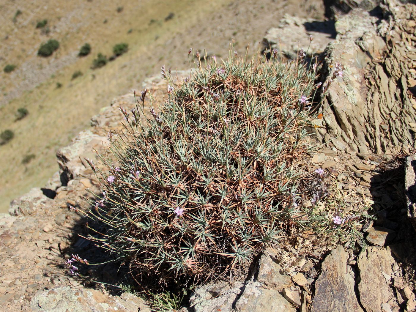 Image of Acantholimon tataricum specimen.