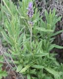 Lavandula dentata. Побег с соцветием. Израиль, г. Кармиэль, городской парк. 13.02.2011.