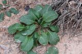 Sisymbrium brassiciforme