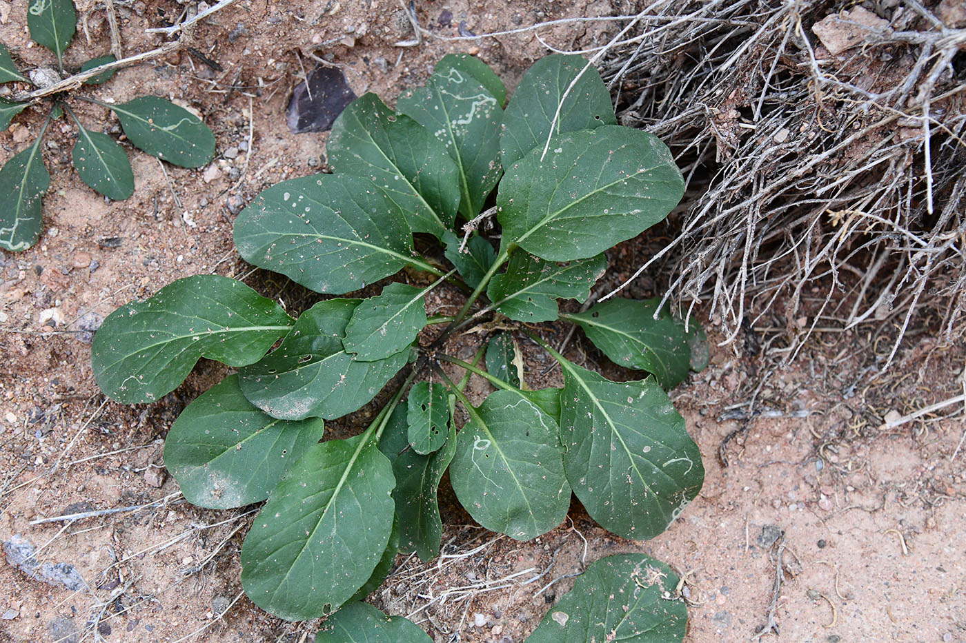 Изображение особи Sisymbrium brassiciforme.