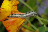 Tropaeolum majus