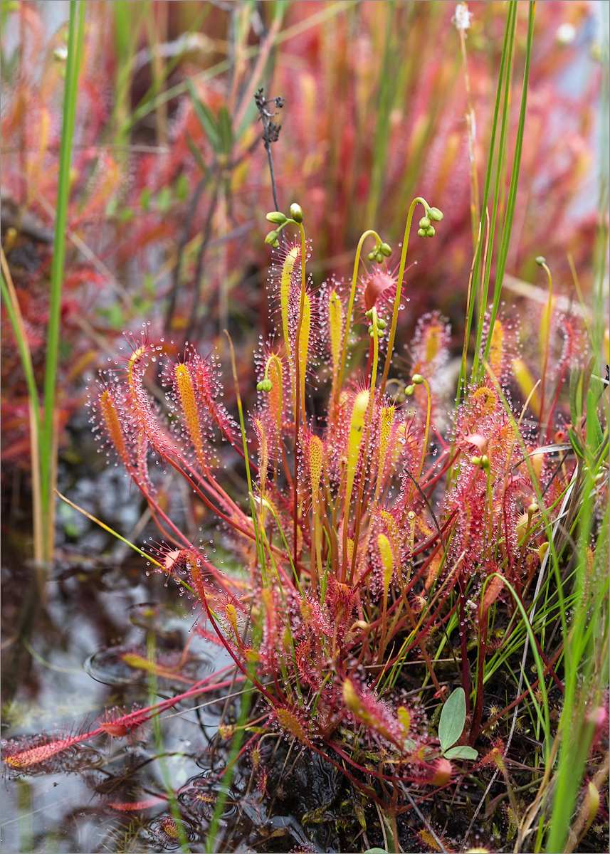 Изображение особи Drosera anglica.