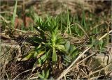 Dianthus barbatus. Молодые побеги, отрастающие после зимовки. Московская обл., Раменский р-н, окр. дер. Хрипань, садовый участок. 22.04.2025.
