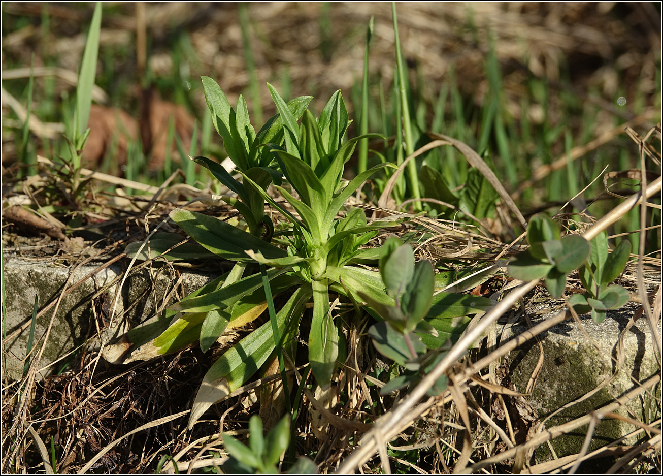 Image of Dianthus barbatus specimen.