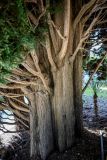 Cupressus sempervirens. Нижние части стволов взрослых деревьев. Краснодарский край, Сочи, Хостинский р-н, парк \"Дендрарий\", в культуре. 13.03.2025.