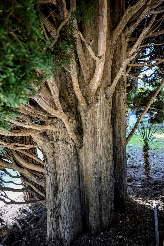 Image of Cupressus sempervirens specimen.