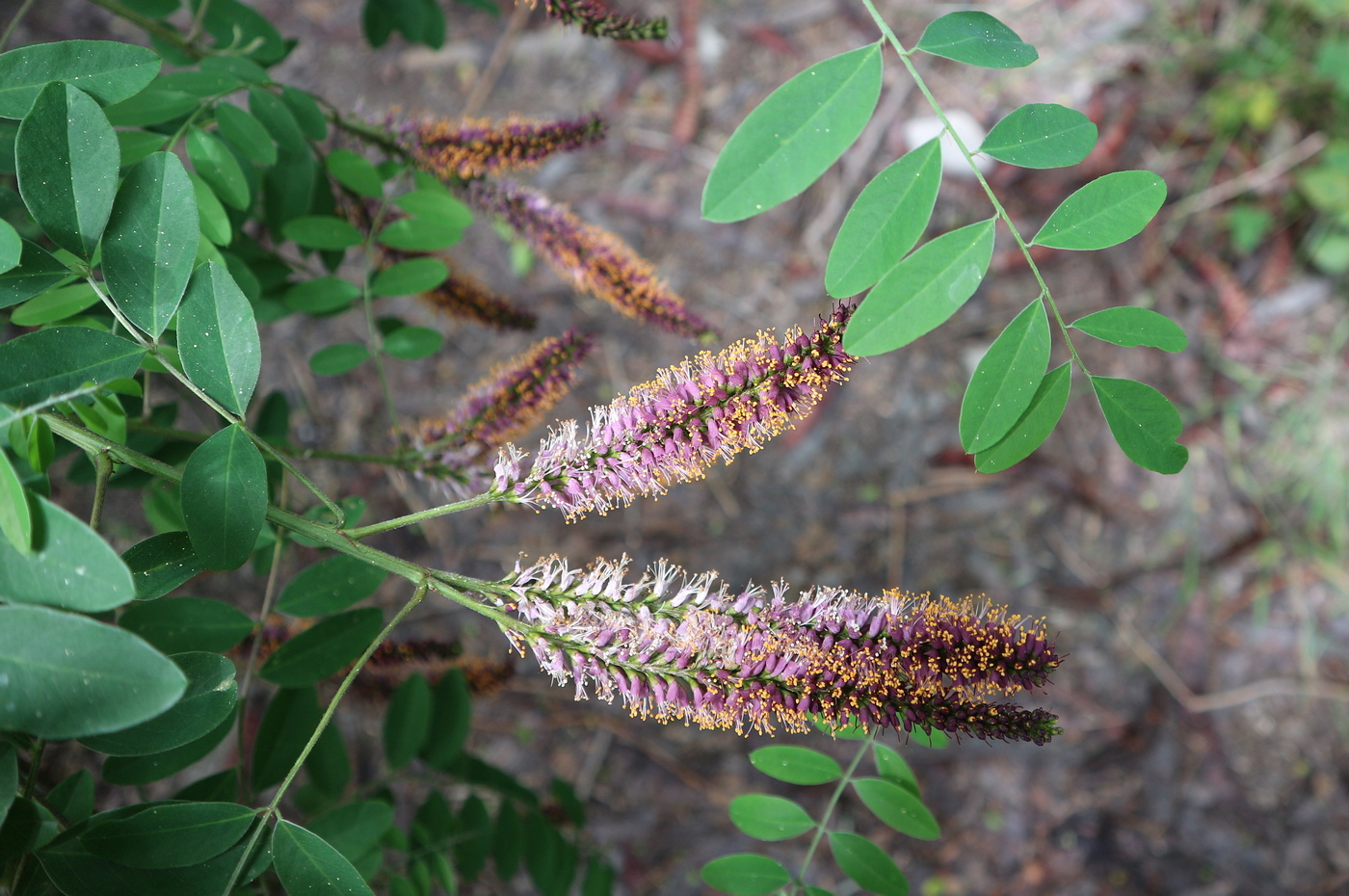 Image of Amorpha fruticosa specimen.
