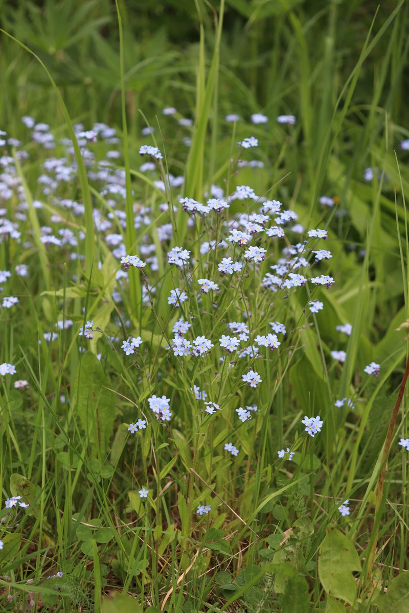Изображение особи Myosotis sylvatica.