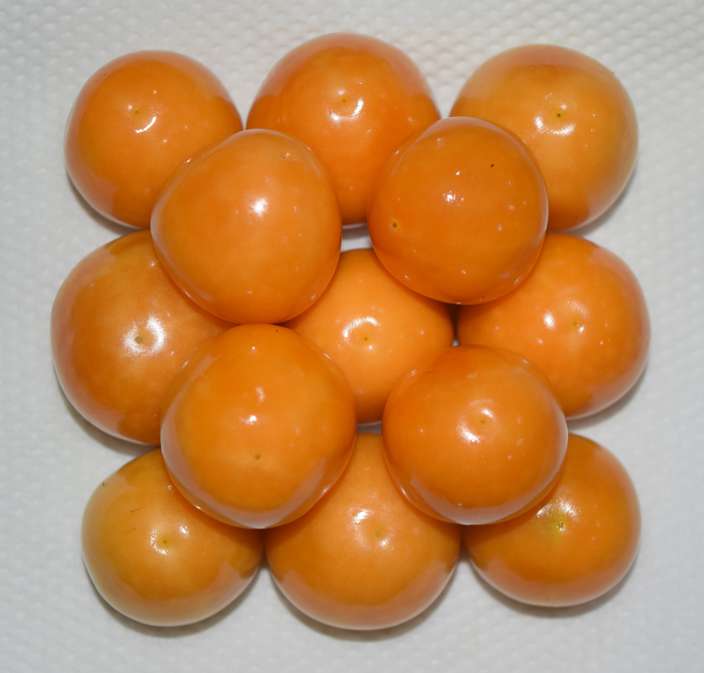 Image of Physalis philadelphica specimen.