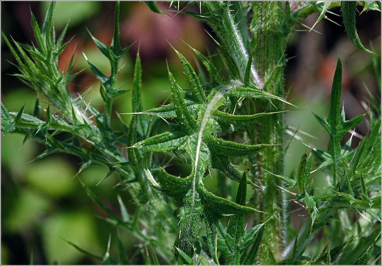 Image of Cirsium vulgare specimen.