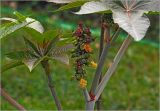 Ricinus communis