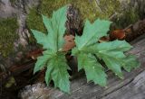 Heracleum mantegazzianum