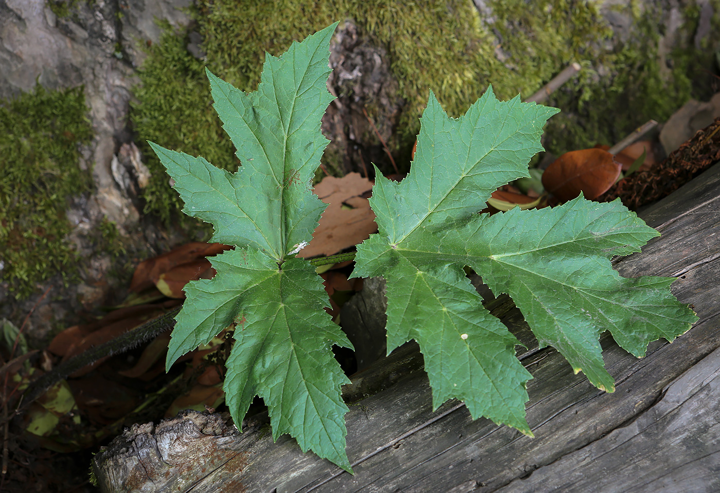 Изображение особи Heracleum mantegazzianum.
