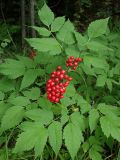 Actaea erythrocarpa. Плодоносящее растение. Хабаровский край, окр. г. Комсомольск-на-Амуре, по краю лыжной трассы. 19.07.2025.