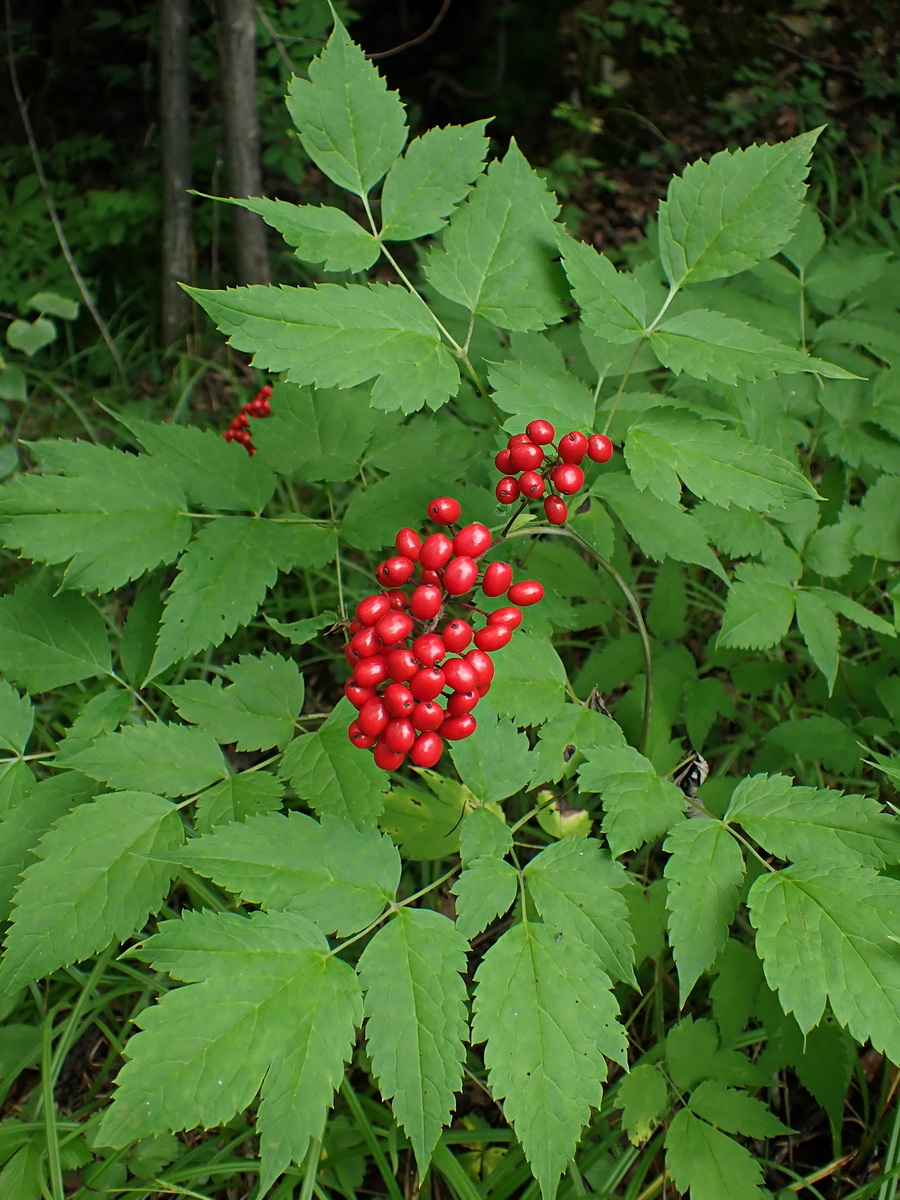 Image of Actaea erythrocarpa specimen.