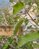 Amelanchier ovalis. Часть побега плодоносящего растения. Карачаево-Черкесия, Малокарачаевский р-н, гора Малый Бермамыт, ≈ 2400 н.у.м., в расщелине скалы. 01.08.2025.