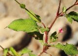 Persicaria viscosa. Средняя часть веточки с пазушным соцветием. Приморский край, Октябрьский р-н, окр. с. Чернятино, дол. р. Раздольная на левом берегу, пойма, на галечниково-песчаных отложениях. 08.09.2025.