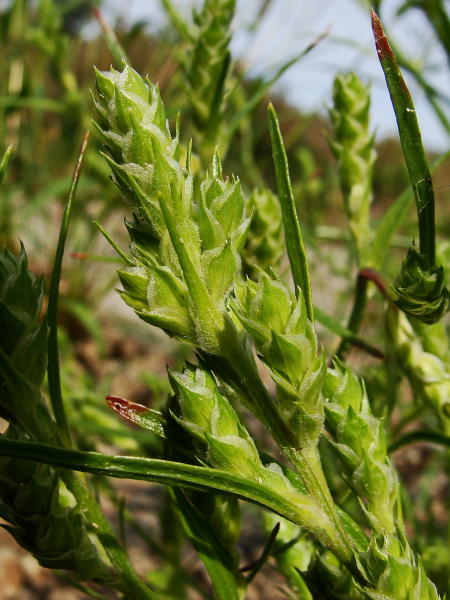 Изображение особи Corispermum elongatum.