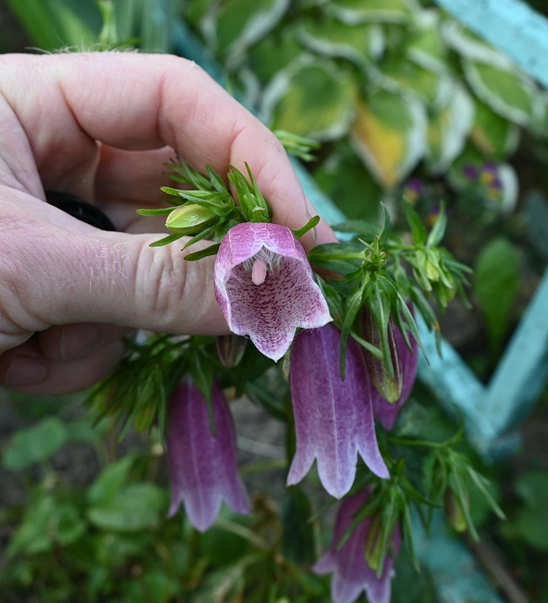 Изображение особи род Campanula.