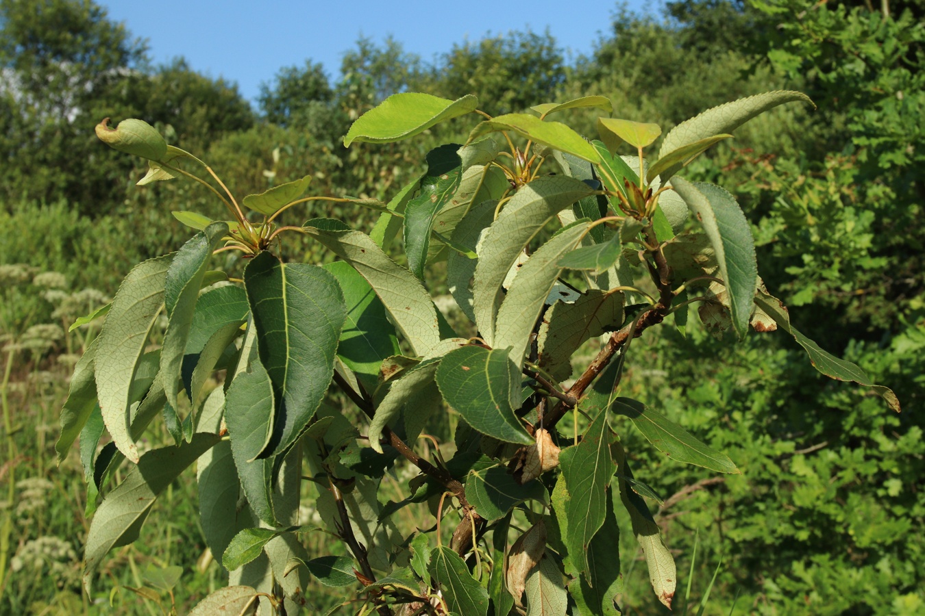 Image of genus Populus specimen.