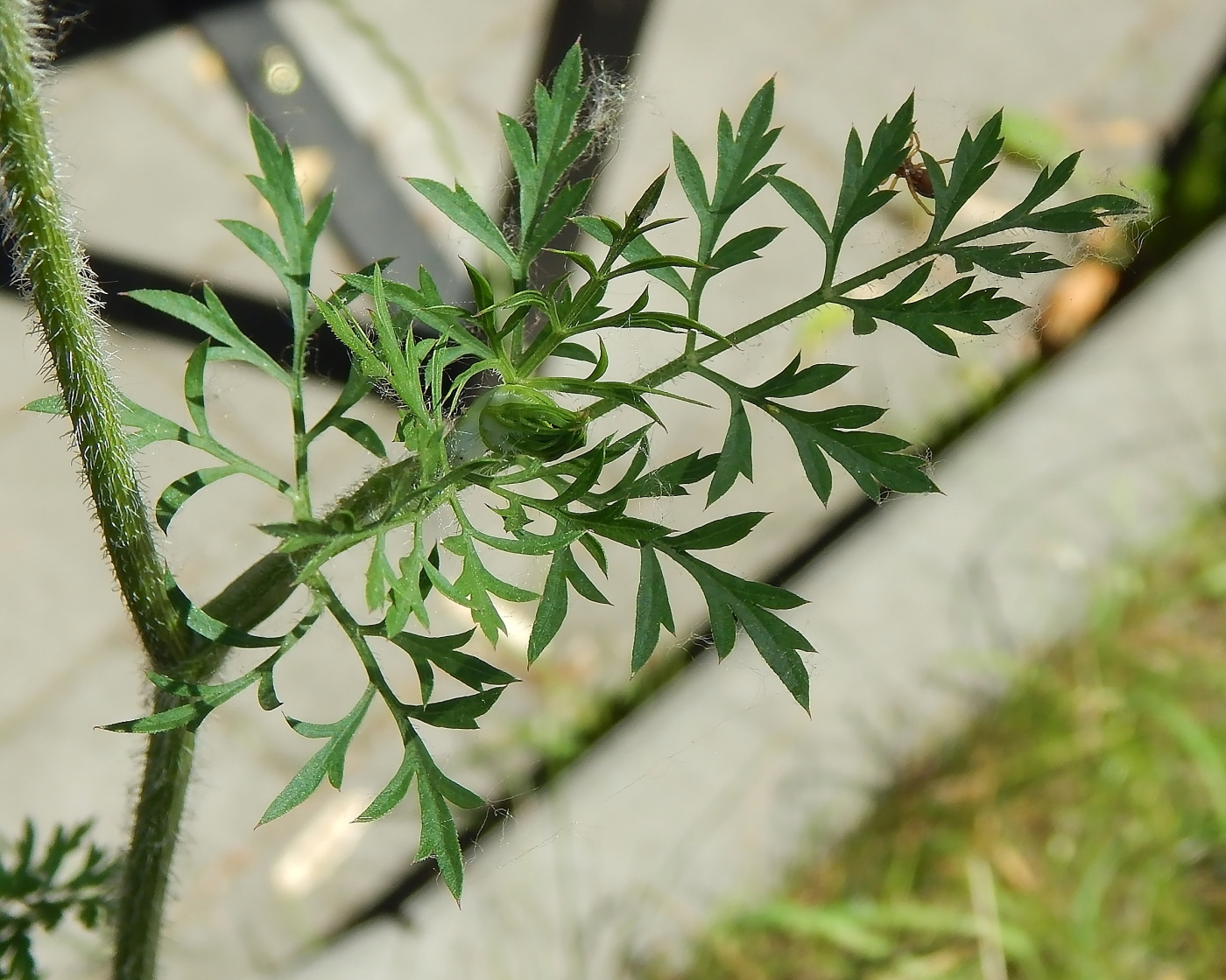 Изображение особи Daucus carota.