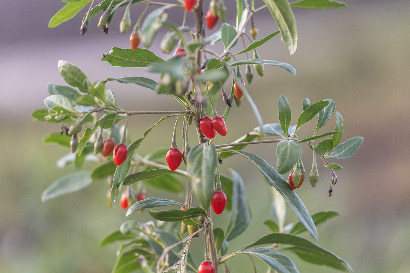 Изображение особи Lycium barbarum.