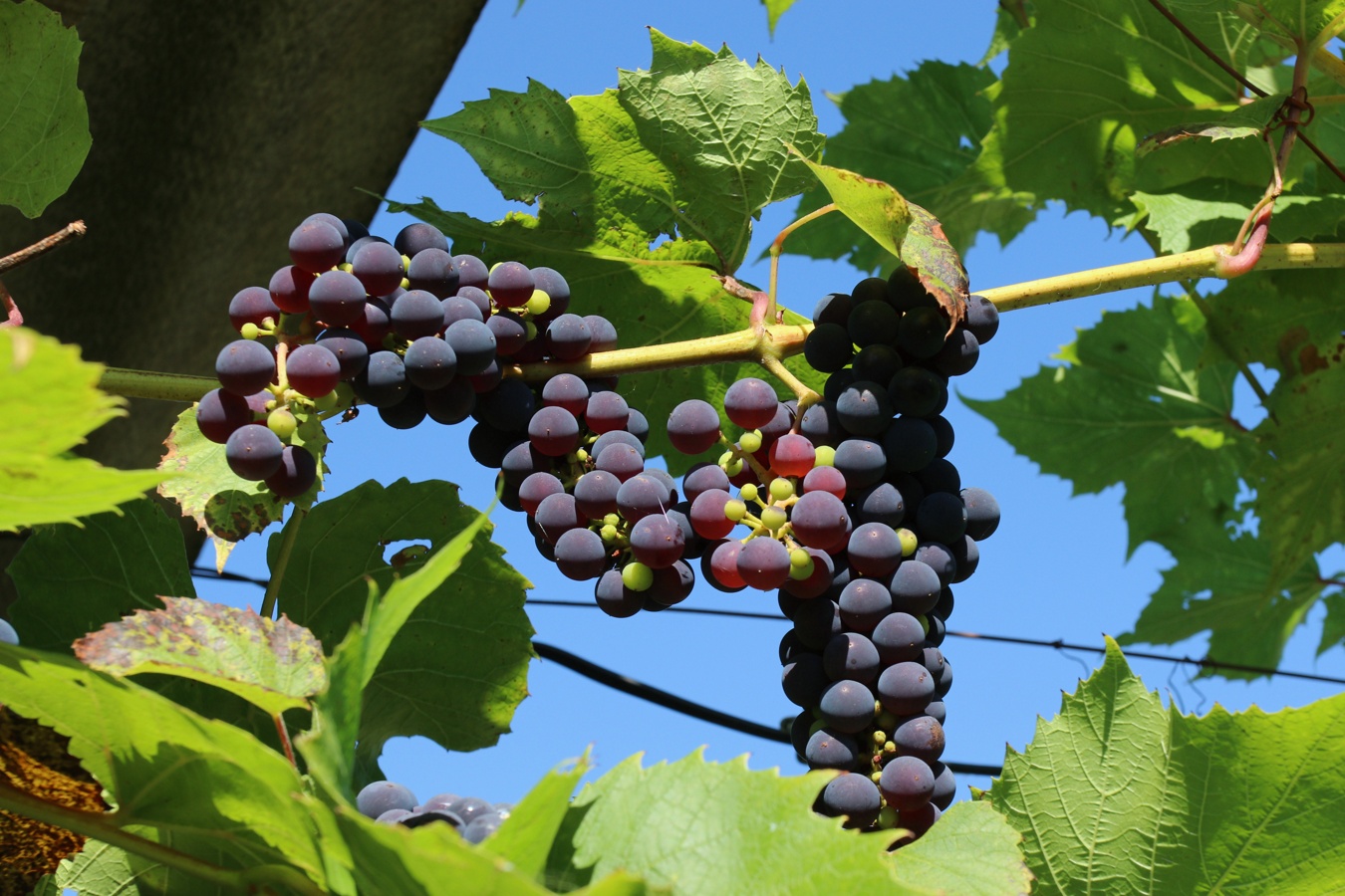 Изображение особи Vitis &times; novae-angliae.