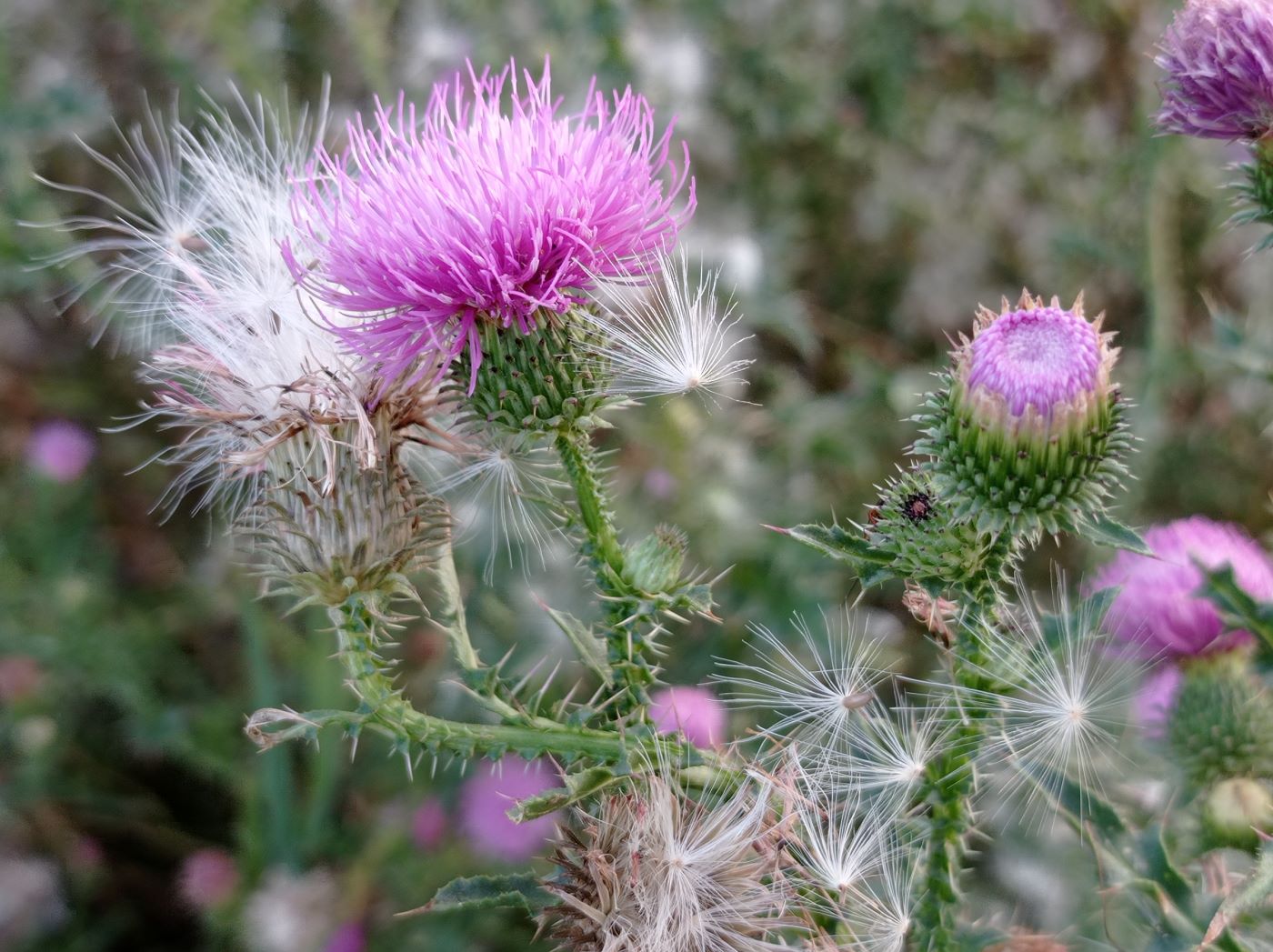 Изображение особи род Carduus.