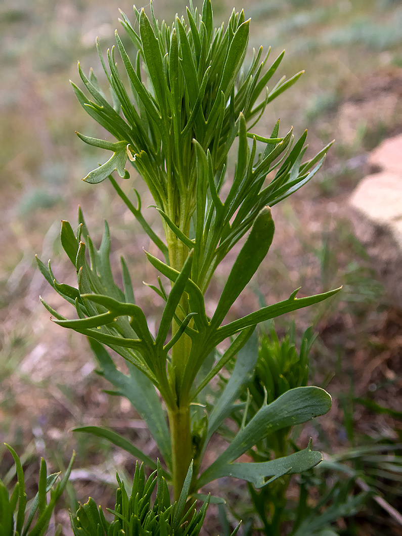 Image of Peganum harmala specimen.