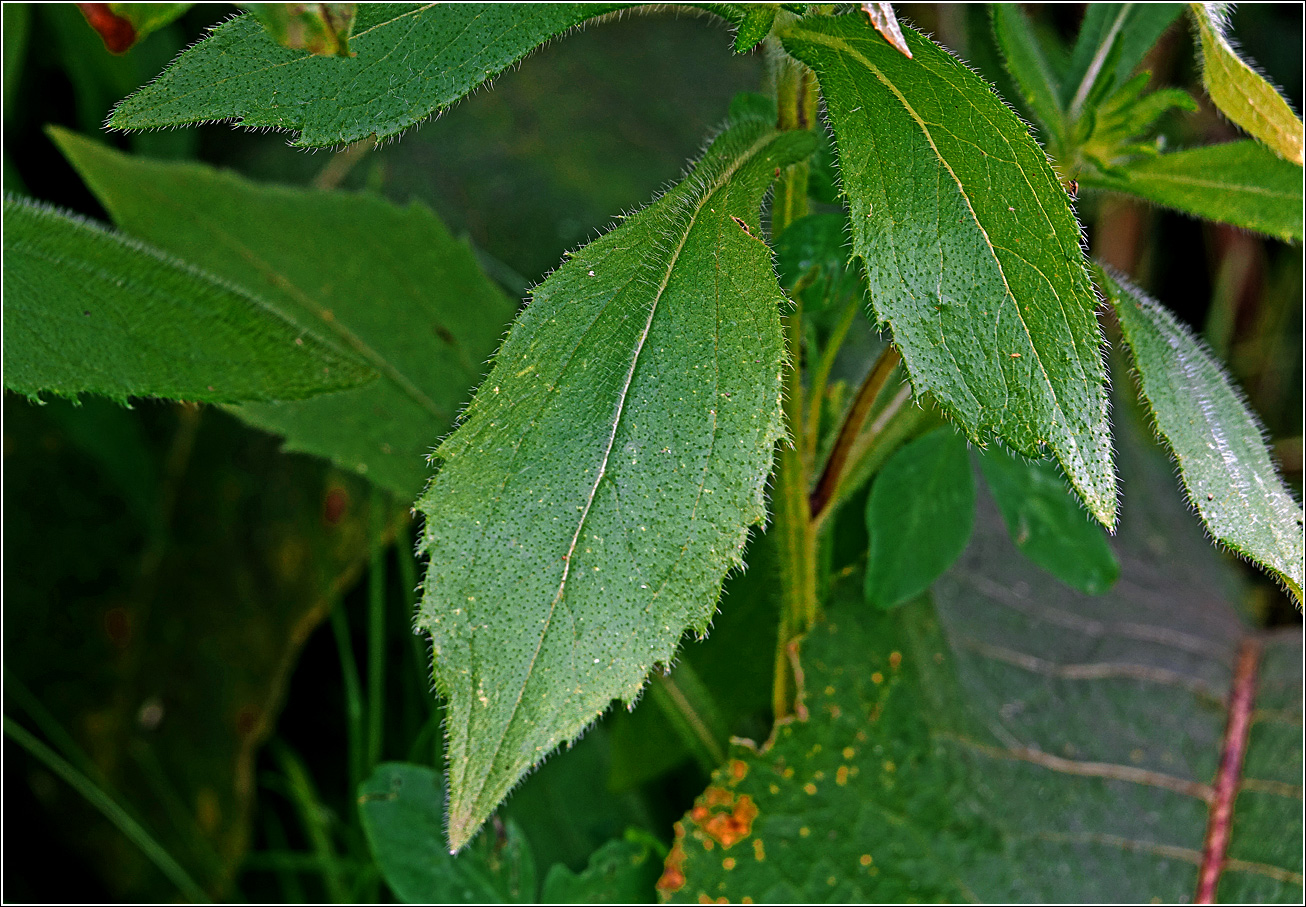 Изображение особи Rudbeckia hirta.
