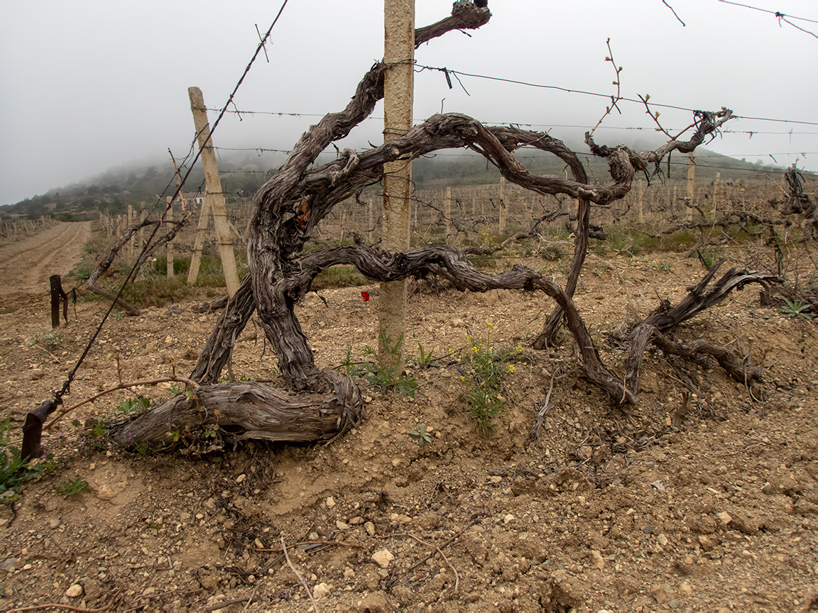 Image of Vitis vinifera specimen.