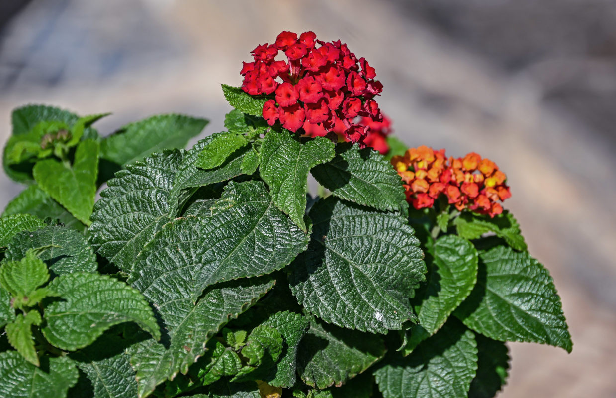 Image of Lantana &times; strigocamara specimen.
