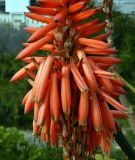 Aloe pluridens. Часть соцветия. Испания, Каталония, пров. Барселона, г. Барселона, ботанический сад (Jardi Botanic de Barcelona). Январь.