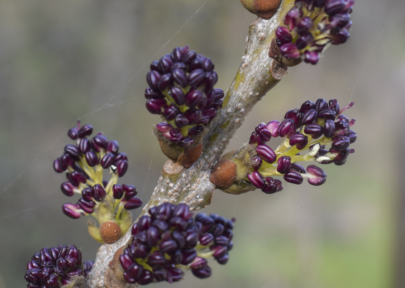 Изображение особи Fraxinus angustifolia ssp. oxycarpa.