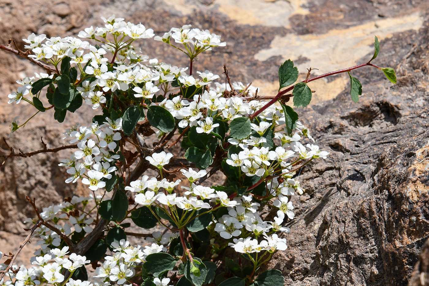 Изображение особи Spiraea pilosa.