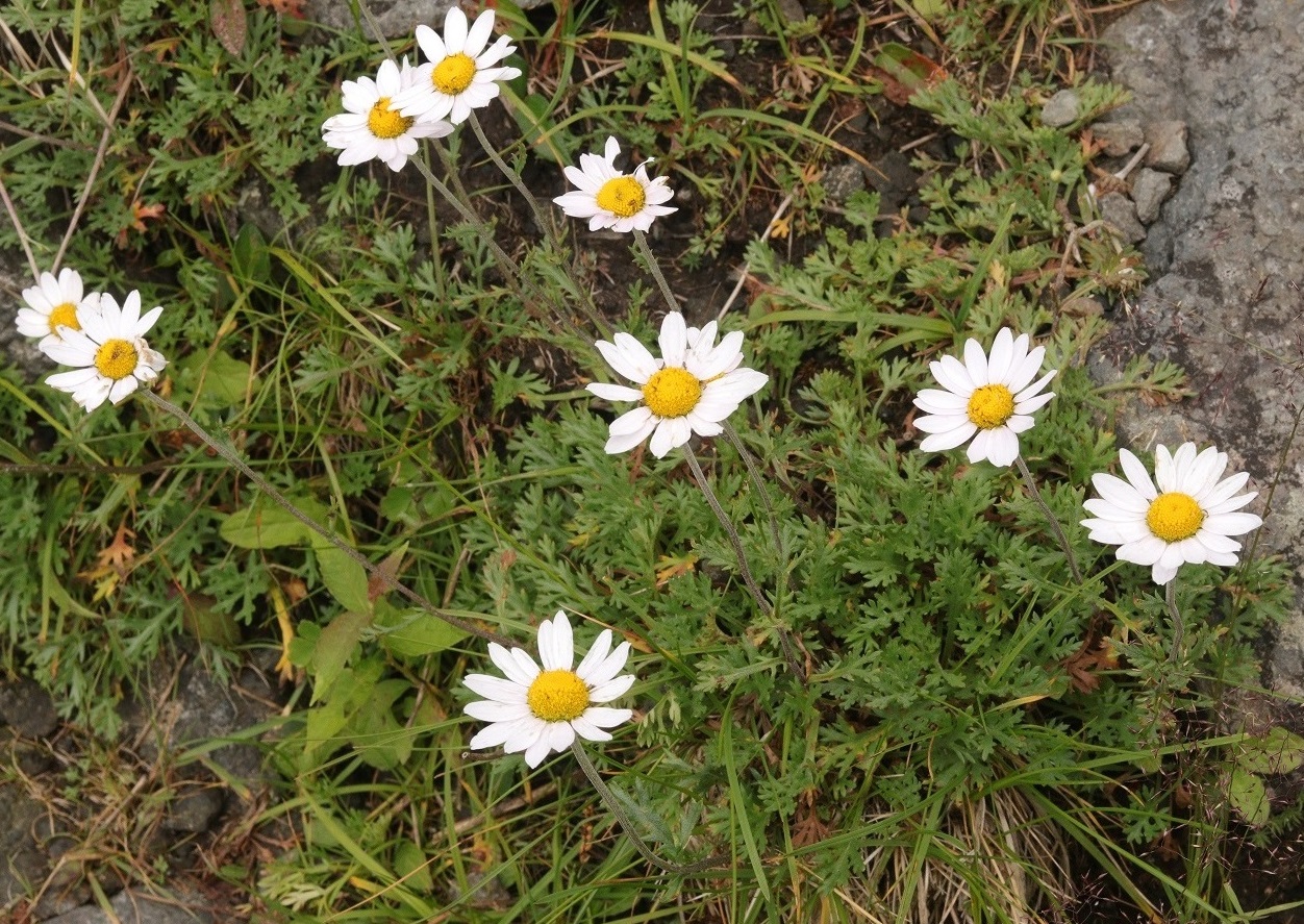 Изображение особи Chrysanthemum oreastrum.