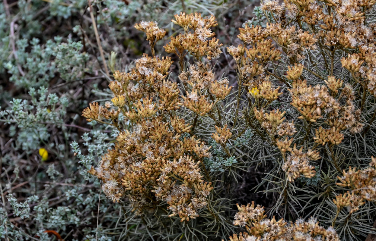 Image of Helichrysum italicum specimen.