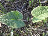 Phlomoides tuberosa