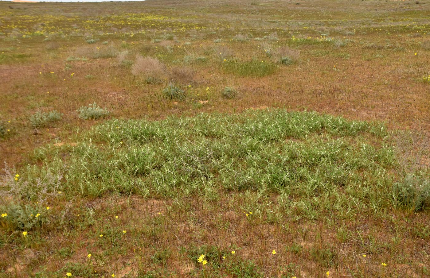 Image of Achillea micrantha specimen.
