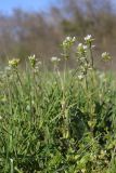 Cerastium glomeratum. Цветущие растения. Крым, Севастополь, Байдарская дол., закустаренный луг. 07.05.2026.