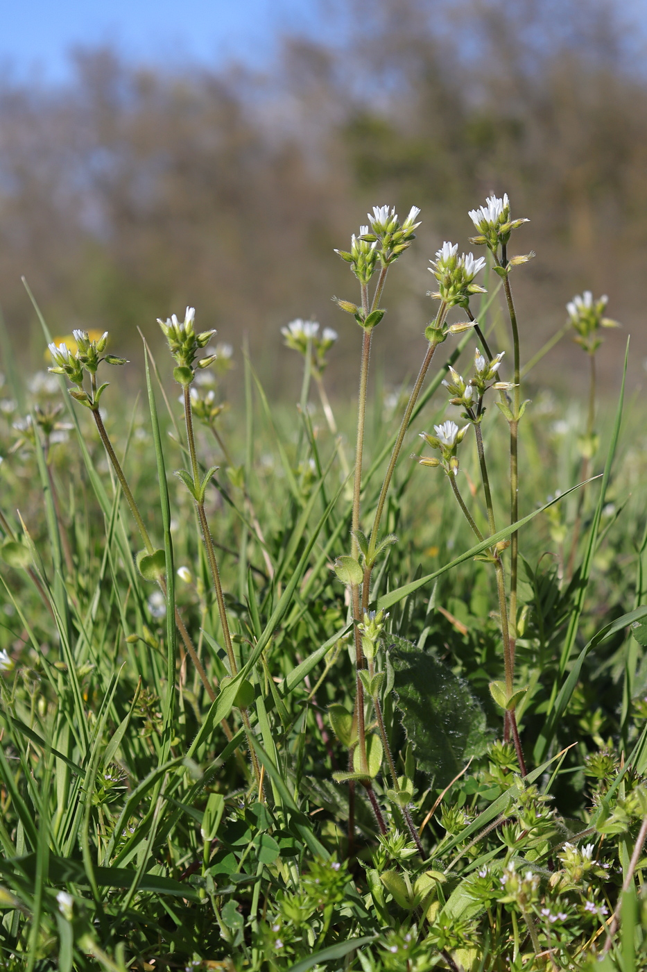 Изображение особи Cerastium glomeratum.