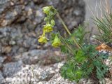 Aquilegia viridiflora. Цветущее растение. Забайкальский край, Борзинский р-н, горный массив Адон-Челон, разнотравная степь. 14.05.2026.