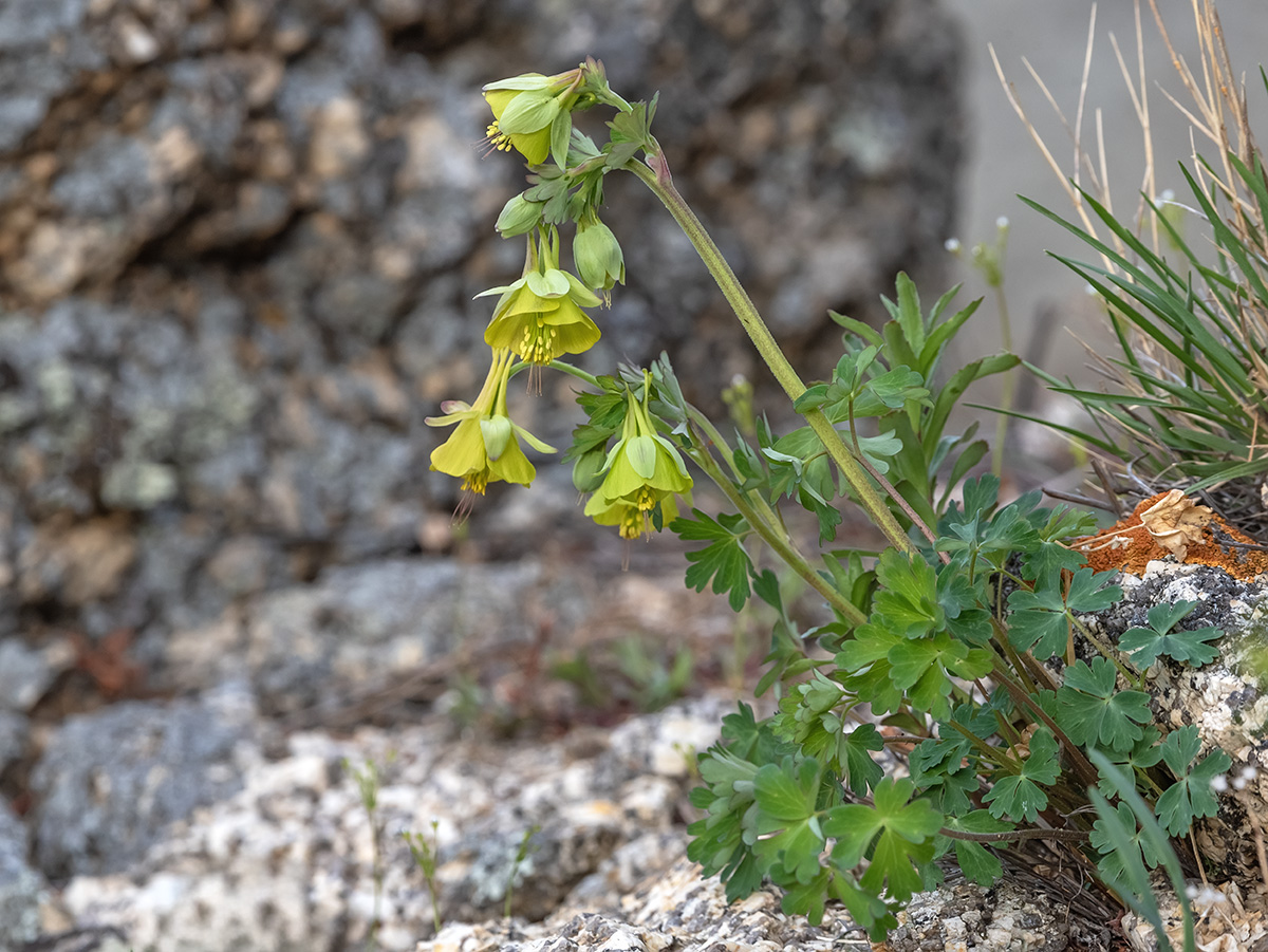 Изображение особи Aquilegia viridiflora.