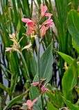 genus Canna. Верхушка цветущего растения. Китай, пров. Аньхой, дер. Хунцунь, в культуре. 28.05.2025.