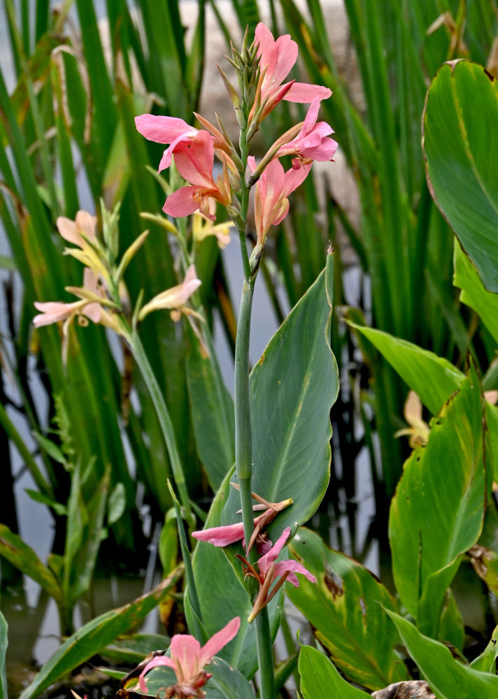 Image of genus Canna specimen.