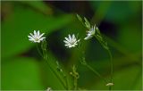 Stellaria graminea. Соцветия с цветками и бутонами. Московская обл., Раменский р-н, окр. дер. Хрипань, садовый участок. 22.06.2026.