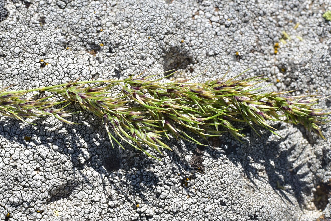 Изображение особи Poa bulbosa ssp. vivipara.