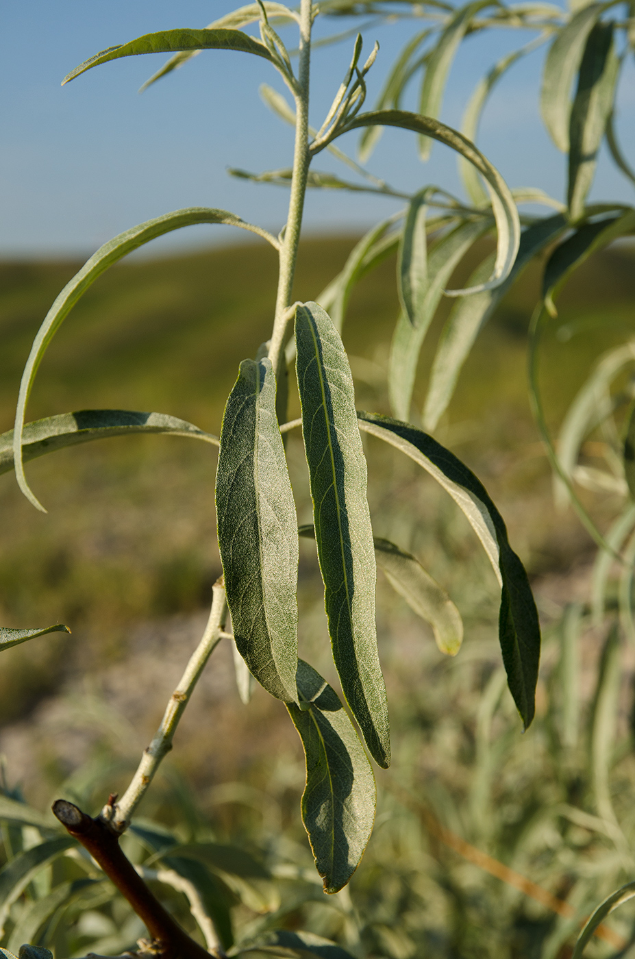 Изображение особи Elaeagnus angustifolia.